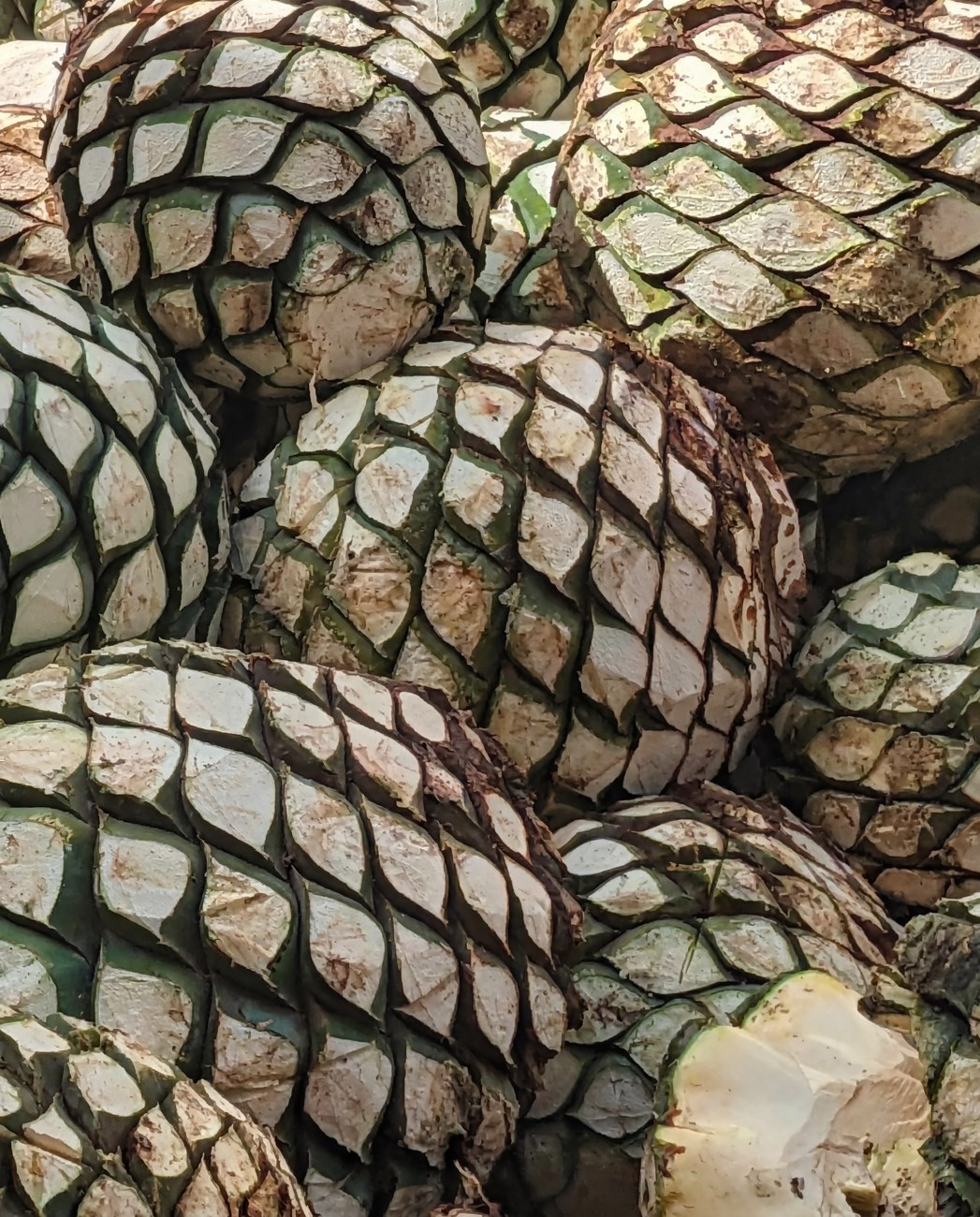 Agave pina craft macro